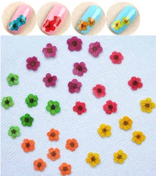 20 adet Preslenmiş Kurutulmuş Nergis Erik Çiçeği Çiçek Kutusu Epoksi Reçine Takı Yapımı Nail Art Craft DIY Aksesuarları