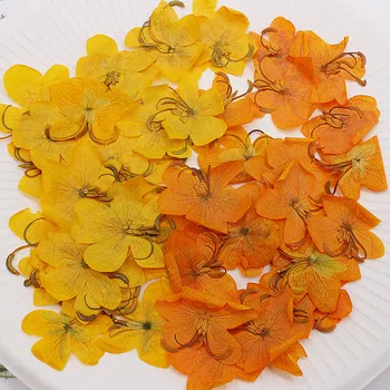 60 adet Kurutulmuş Preslenmiş Sarı/Turuncu Cassia Çiçek Bitkiler Herbaryum Takı Kartpostal telefon kılıfı İmi Davetiye Kartı DIY
