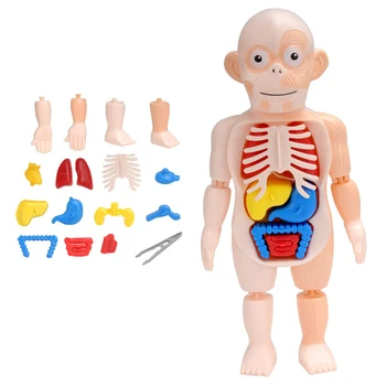 3D İnsan Vücudu Torso Modeli Gerçekçi İnsan Anatomisi Ekran Montaj Oyuncaklar Çocuk Yetişkin Eğitim Öğrenmek DIY Organ Tıbbi Öğretmek Aracı